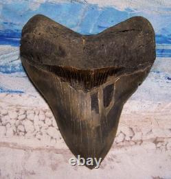 MEGALODON Shark Tooth 5 1/8 sharks teeth HUGE jaw fossil REAL megladon SERRATED