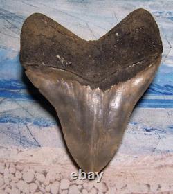 MEGALODON Shark Tooth 5 1/8 sharks teeth HUGE jaw fossil REAL megladon SERRATED