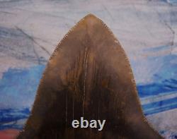 MEGALODON Shark Tooth 5 1/8 sharks teeth HUGE jaw fossil REAL megladon SERRATED