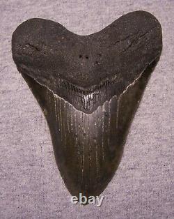 MEGALODON Shark Tooth 5 3/8 sharks teeth GIANT jaw fossil REAL SERRATED