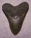 Megalodon Shark Tooth 5 3/8 Sharks Teeth Giant Jaw Fossil Real Serrated