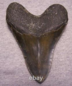 MEGALODON Shark Tooth 5 3/8 sharks teeth GIANT jaw fossil REAL SERRATED
