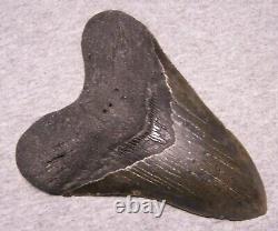 MEGALODON Shark Tooth 5 3/8 sharks teeth GIANT jaw fossil REAL SERRATED