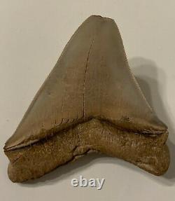 MEGALODON Shark Tooth FOSSIL- OVER 4 Inches- CHILE -GENUINE FOSSIL-Miocene Epoch