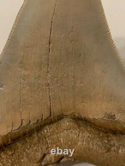 MEGALODON Shark Tooth FOSSIL- OVER 4 Inches- CHILE -GENUINE FOSSIL-Miocene Epoch