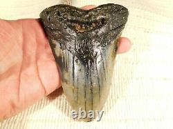 MEGALODON Shark Tooth Fossil Huge! FIVE INCH 100% Natural Carcharocles 343gr