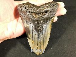 MEGALODON Shark Tooth Fossil Huge! FIVE INCH 100% Natural Carcharocles 343gr