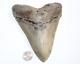 Megalodon Shark Tooth Fossil No Repair Natural 6.34 Huge Beautiful Tooth