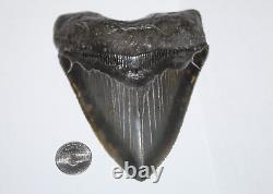 MEGALODON Shark Tooth Fossil NO Repair 5.12 HUGE BEAUTIFUL BLACK MUSEUM QUALITY