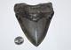 Megalodon Shark Tooth Fossil No Repair 5.12 Huge Beautiful Black Museum Quality