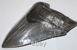 MEGALODON Shark Tooth Fossil NO Repair 5.12 HUGE BEAUTIFUL BLACK MUSEUM QUALITY