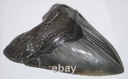 MEGALODON Shark Tooth Fossil NO Repair 5.12 HUGE BEAUTIFUL BLACK MUSEUM QUALITY