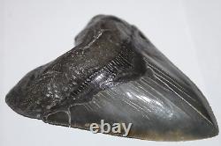 MEGALODON Shark Tooth Fossil NO Repair 5.12 HUGE BEAUTIFUL BLACK MUSEUM QUALITY