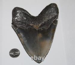MEGALODON Shark Tooth Fossil NO Repair 5.12 HUGE BEAUTIFUL BLACK MUSEUM QUALITY