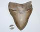 Megalodon Shark Tooth Fossil No Repair 5.87 Huge Beautiful Tooth