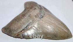MEGALODON Shark Tooth Fossil NO Repair 5.87 HUGE BEAUTIFUL TOOTH