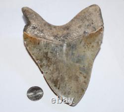 MEGALODON Shark Tooth Fossil NO Repair 5.87 HUGE BEAUTIFUL TOOTH