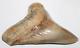 Megalodon Shark Tooth Fossil No Repair Natural 4.75 Huge Museum Quality