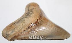 MEGALODON Shark Tooth Fossil NO Repair Natural 4.75 HUGE MUSEUM QUALITY