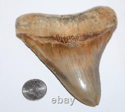 MEGALODON Shark Tooth Fossil NO Repair Natural 4.75 HUGE MUSEUM QUALITY