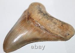 MEGALODON Shark Tooth Fossil NO Repair Natural 4.75 HUGE MUSEUM QUALITY