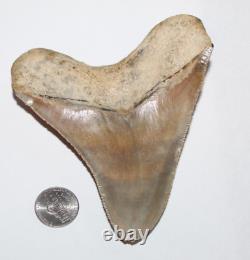 MEGALODON Shark Tooth Fossil NO Repair Natural 4.75 HUGE MUSEUM QUALITY