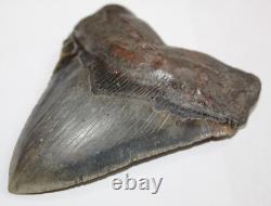 MEGALODON Shark Tooth Fossil NO Repair Natural 4.95 HUGE COMMERCIAL GRADE