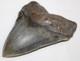 Megalodon Shark Tooth Fossil No Repair Natural 4.95 Huge Commercial Grade