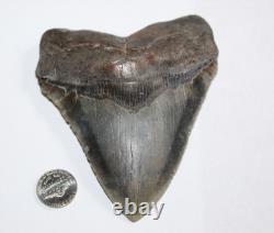 MEGALODON Shark Tooth Fossil NO Repair Natural 4.95 HUGE COMMERCIAL GRADE