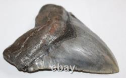 MEGALODON Shark Tooth Fossil NO Repair Natural 4.95 HUGE COMMERCIAL GRADE