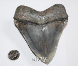 MEGALODON Shark Tooth Fossil NO Repair Natural 4.95 HUGE COMMERCIAL GRADE