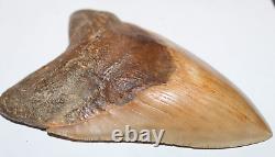 MEGALODON Shark Tooth Fossil NO Repair Natural 5.59 HUGE COMMERCIAL GRADE