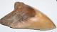 Megalodon Shark Tooth Fossil No Repair Natural 5.59 Huge Commercial Grade