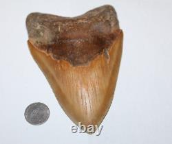 MEGALODON Shark Tooth Fossil NO Repair Natural 5.59 HUGE COMMERCIAL GRADE
