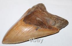 MEGALODON Shark Tooth Fossil NO Repair Natural 5.59 HUGE COMMERCIAL GRADE