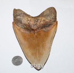 MEGALODON Shark Tooth Fossil NO Repair Natural 5.59 HUGE COMMERCIAL GRADE