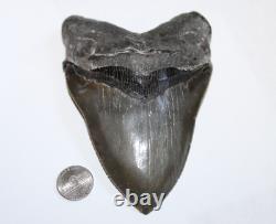 MEGALODON Shark Tooth Fossil NO Repair Natural 5.70 HUGE MUSEUM QUALITY
