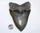 Megalodon Shark Tooth Fossil No Repair Natural 5.70 Huge Museum Quality
