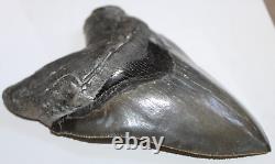 MEGALODON Shark Tooth Fossil NO Repair Natural 5.70 HUGE MUSEUM QUALITY