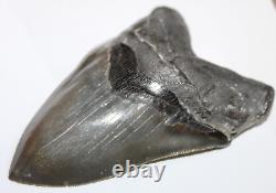 MEGALODON Shark Tooth Fossil NO Repair Natural 5.70 HUGE MUSEUM QUALITY