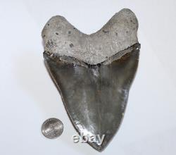 MEGALODON Shark Tooth Fossil NO Repair Natural 5.70 HUGE MUSEUM QUALITY