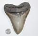 Megalodon Shark Tooth Fossil No Repair Natural 5.73 Huge Commercial Grade