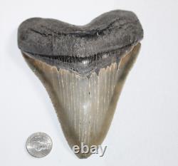 MEGALODON Shark Tooth Fossil NO Repair Natural 5.73 HUGE COMMERCIAL GRADE