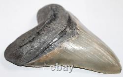 MEGALODON Shark Tooth Fossil NO Repair Natural 5.73 HUGE COMMERCIAL GRADE