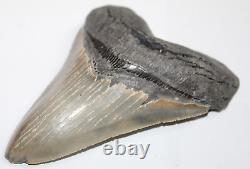 MEGALODON Shark Tooth Fossil NO Repair Natural 5.73 HUGE COMMERCIAL GRADE