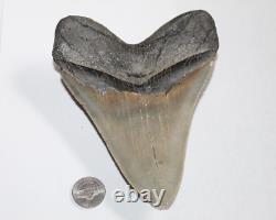 MEGALODON Shark Tooth Fossil NO Repair Natural 5.73 HUGE COMMERCIAL GRADE