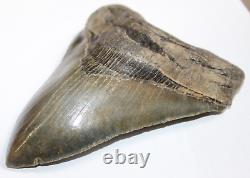 MEGALODON Shark Tooth Fossil NO Repair Natural 5.88 HUGE MUSEUM QUALITY