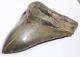 Megalodon Shark Tooth Fossil No Repair Natural 5.88 Huge Museum Quality