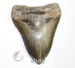MEGALODON Shark Tooth Fossil NO Repair Natural 5.88 HUGE MUSEUM QUALITY