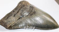 MEGALODON Shark Tooth Fossil NO Repair Natural 5.88 HUGE MUSEUM QUALITY